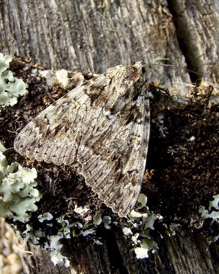 light crimson underwing